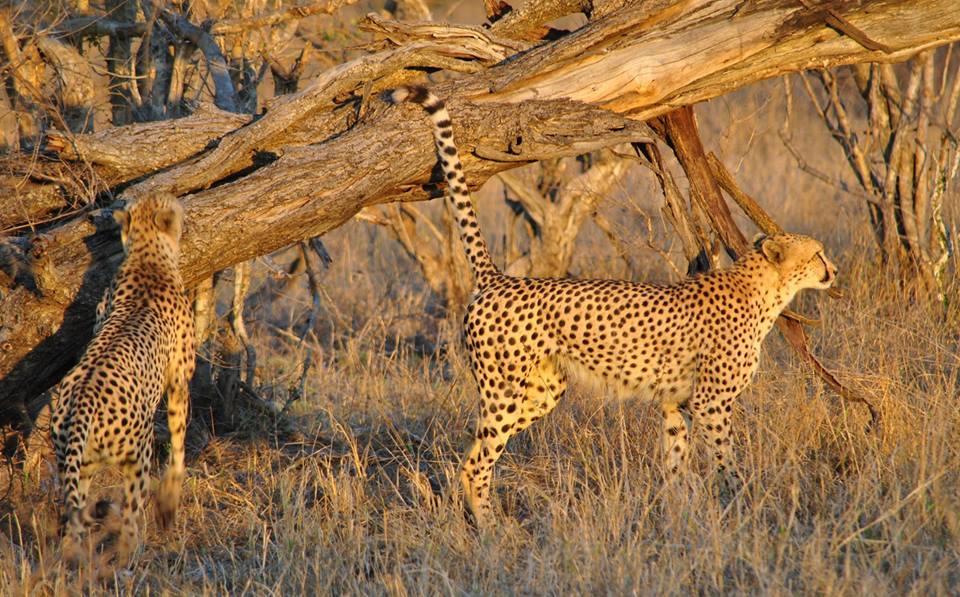 Villa Pungwe Safari Camp Manyeleti Game Reserve Exterior foto